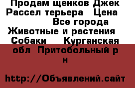 Продам щенков Джек Рассел терьера › Цена ­ 25 000 - Все города Животные и растения » Собаки   . Курганская обл.,Притобольный р-н
